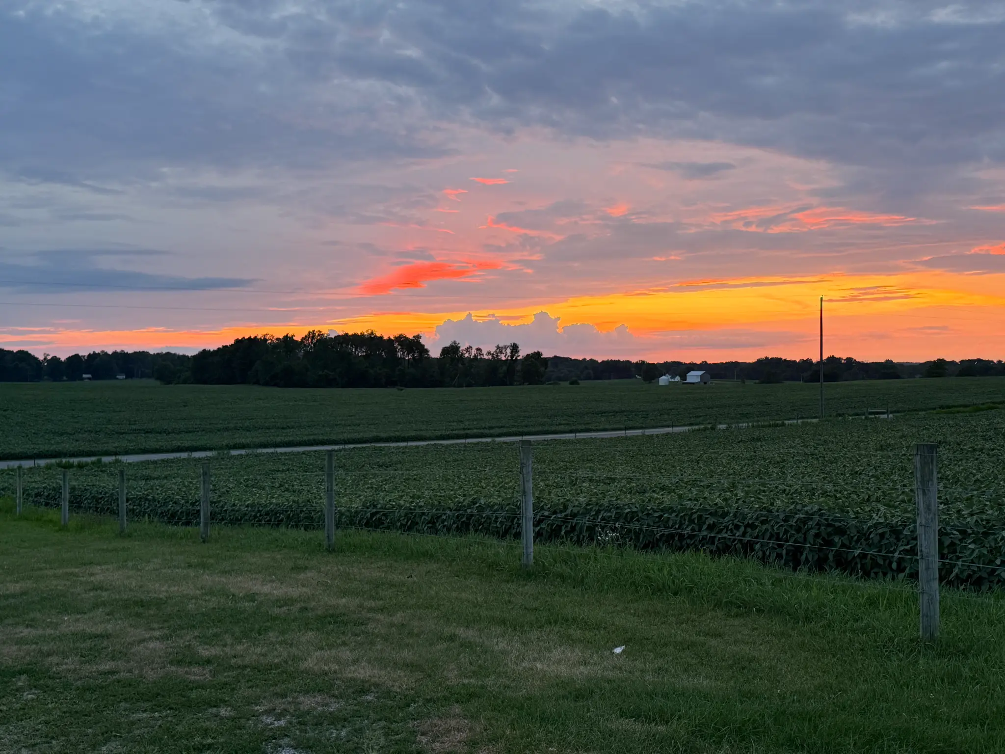 Nate Brooking with cattle